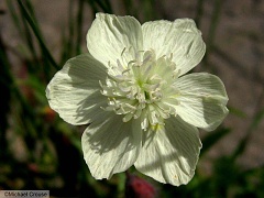 platystemon californicus